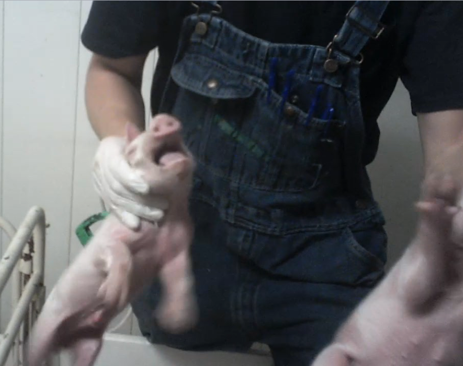 voice of the voiceless
